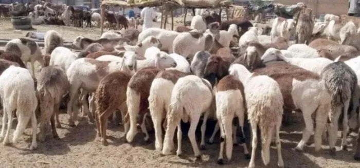 أسعار الأضاحي في مصر 2025: «ما هو السعر الحالي في الأسواق؟»