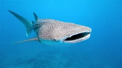 قرش الحوت: عملاق الحفاظ على التوازن البيئي في البحر الأحمر قرش الحوت: عملاق الحفاظ على التوازن البيئي في البحر الأحمر
