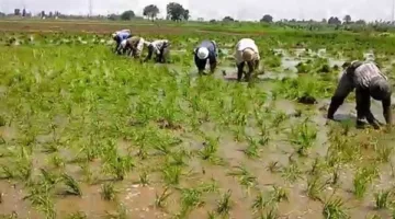 دمياط: انطلاق زراعة الأرز في المحافظة مع استهداف 46 ألف فدان