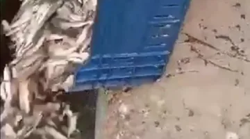 بسبب إلقاء كميات ضخمة من الأسماك في مياه السويس: نقيب الصيادين يشرح السبب وراء ذلك.