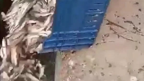 بسبب إلقاء كميات ضخمة من الأسماك في مياه السويس: نقيب الصيادين يشرح السبب وراء ذلك. بسبب إلقاء كميات ضخمة من الأسماك في مياه السويس: نقيب الصيادين يشرح السبب وراء ذلك.