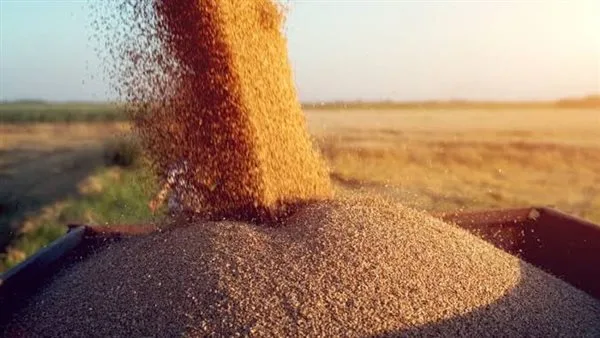 ضبط 34 طنًا من القمح المحلي في مخازن ومحلات أعلاف تستخدمه بطرق غير قانونية في محافظة البحيرة ضبط 34 طنًا من القمح المحلي في مخازن ومحلات أعلاف تستخدمه بطرق غير قانونية في محافظة البحيرة