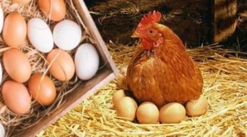 أسعار الفراخ والبيض في الغربية بتاريخ الأربعاء 14 مايو 2025