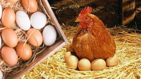 أسعار الفراخ والبيض في الغربية بتاريخ الأربعاء 14 مايو 2025 أسعار الفراخ والبيض في الغربية بتاريخ الأربعاء 14 مايو 2025