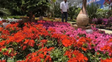 بعد النجاح المبهر لمعرض زهور الربيع.. العارضون يطلبون تمديد فترة المعرض لشهر إضافي