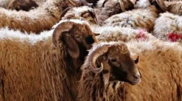 هل يمكن أن يشترك أكثر من 7 أفراد في الأضحية؟.. الإفتاء توضح الشروط والاعتبارات
