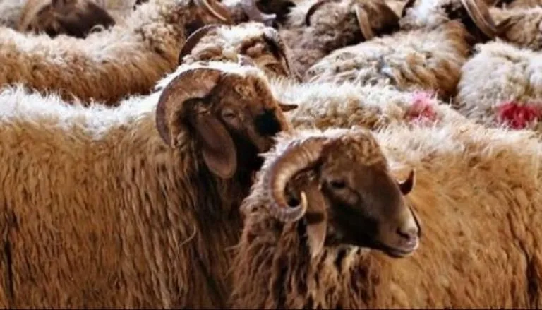 هل يمكن أن يشترك أكثر من 7 أفراد في الأضحية؟.. الإفتاء توضح الشروط والاعتبارات هل يمكن أن يشترك أكثر من 7 أفراد في الأضحية؟.. الإفتاء توضح الشروط والاعتبارات