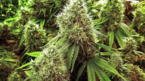 اعتقال زوجين في السبعينيات من العمر بتهمة زراعة المخدرات في منزلهما بالإسكندرية اعتقال زوجين في السبعينيات من العمر بتهمة زراعة المخدرات في منزلهما بالإسكندرية