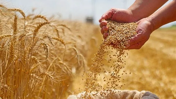 وزير التموين: استلام 2.5 مليون طن من القمح المحلي منذ بداية الموسم وزير التموين: استلام 2.5 مليون طن من القمح المحلي منذ بداية الموسم