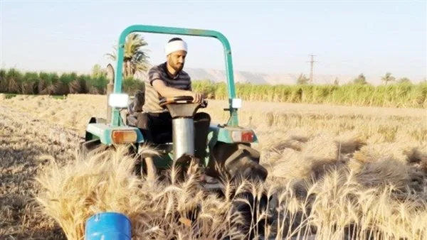 المحامي أبو الفتوح: قائد “الهلوبة” في موسم حصاد القمح