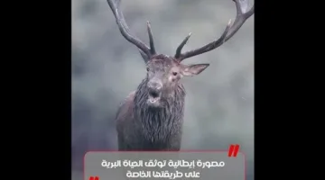 فنانة التمويه: مشاهد مذهلة للحيوانات البرية من عدسة مصورة إيطالية (فيديو)