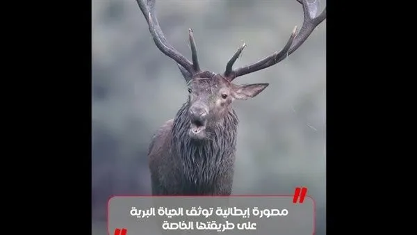 فنانة التمويه: مشاهد مذهلة للحيوانات البرية من عدسة مصورة إيطالية (فيديو)