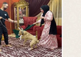 اعتداء على المدون أو استجابة بعد بث فيديو يتعلق بتعذيب كلب