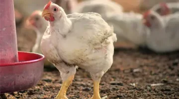أسعار الدجاج اليوم الأحد 18 مايو 2025 بعد التراجع الأخير