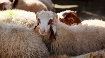 هل يمكن ذبح الأضحية ليلاً خلال أيام التشريق؟… تعرف على الرأي الشرعي