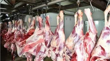 الغردقة تحدد متطلبات لإنشاء حظائر وأماكن بيعها.. تعرف على التفاصيل