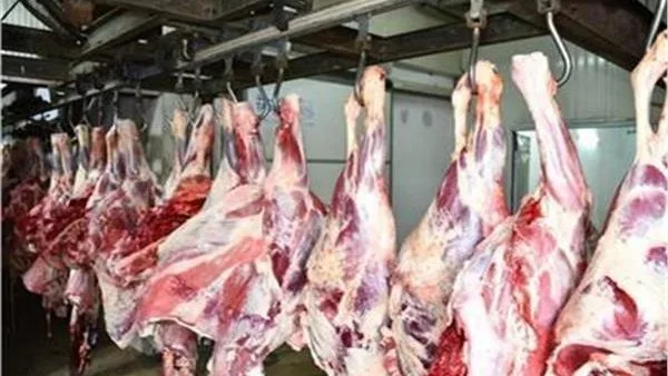 الغردقة تحدد متطلبات لإنشاء حظائر وأماكن بيعها.. تعرف على التفاصيل