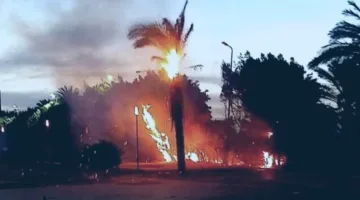 لذة دخان: تفاصيل احتراق الأشجار في مركز أخميم بسوهاج بسبب سيجارة