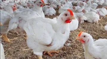 أسعار الفراخ والبيض في محافظة الغربية بتاريخ الخميس 15 مايو 2025