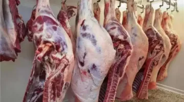 بدء توزيع شوادر اللحوم اليوم تحضيرًا للعيد.. والتموين: تخفيضات تصل إلى 40%