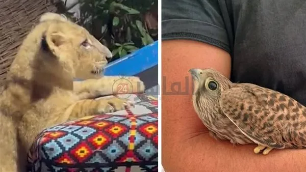 احتجاز شبل أسد.. وإنقاذ صقر صغير وإطلاق سراحه في الغردقة احتجاز شبل أسد.. وإنقاذ صقر صغير وإطلاق سراحه في الغردقة