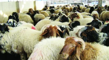 إطلاق المبادرة الوطنية لتشجيع استهلاك اللحوم الحمراء في عيد الأضحى.. اكتشف الأسعار ونقاط البيع