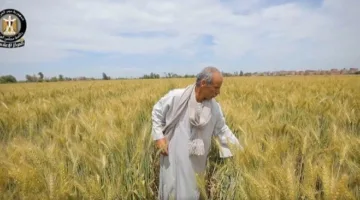 الحكومة: مساعٍ مستمرة لضمان المخزون الاستراتيجي من القمح وتسهيل إجراءات توريده «فيديو»