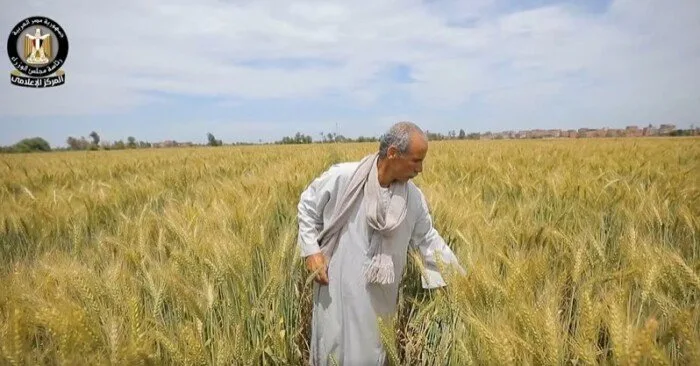 الحكومة: مساعٍ مستمرة لضمان المخزون الاستراتيجي من القمح وتسهيل إجراءات توريده «فيديو» الحكومة: مساعٍ مستمرة لضمان المخزون الاستراتيجي من القمح وتسهيل إجراءات توريده «فيديو»