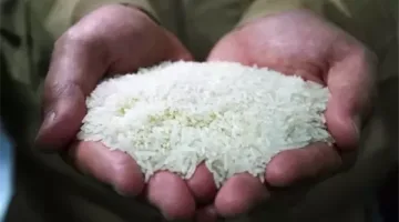 أسعار الأرز الشعير لكل طن اليوم الخميس 15 مايو 2025
