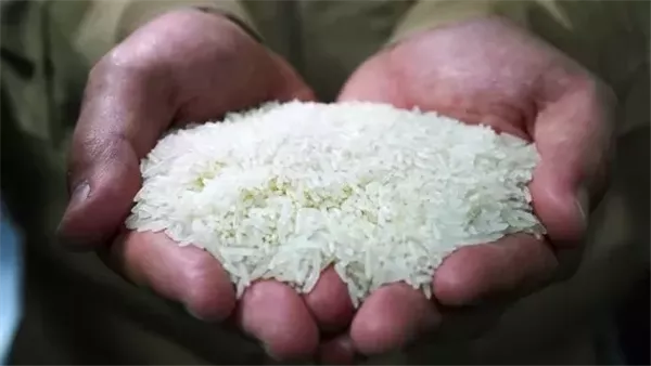 سعر الطن من أرز الشعير في مصر اليوم، السبت 17 مايو 2025 سعر الطن من أرز الشعير في مصر اليوم، السبت 17 مايو 2025