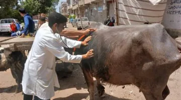 الجهود الميدانية المكثفة للخدمات البيطرية لتعزيز صحة الحيوانات في كافة المحافظات