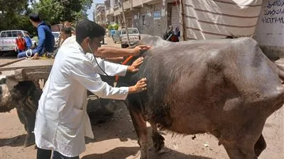 الجهود الميدانية المكثفة للخدمات البيطرية لتعزيز صحة الحيوانات في كافة المحافظات