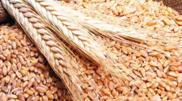 محافظ أسوان: سير عملية توريد كميات القمح في الصوامع والشون والبناكر بلغ 266 ألف و245 طن بنسبة 54.4%