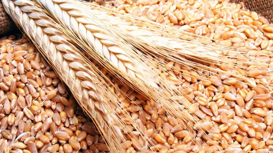 محافظ أسوان: سير عملية توريد كميات القمح في الصوامع والشون والبناكر بلغ 266 ألف و245 طن بنسبة 54.4% محافظ أسوان: سير عملية توريد كميات القمح في الصوامع والشون والبناكر بلغ 266 ألف و245 طن بنسبة 54.4%