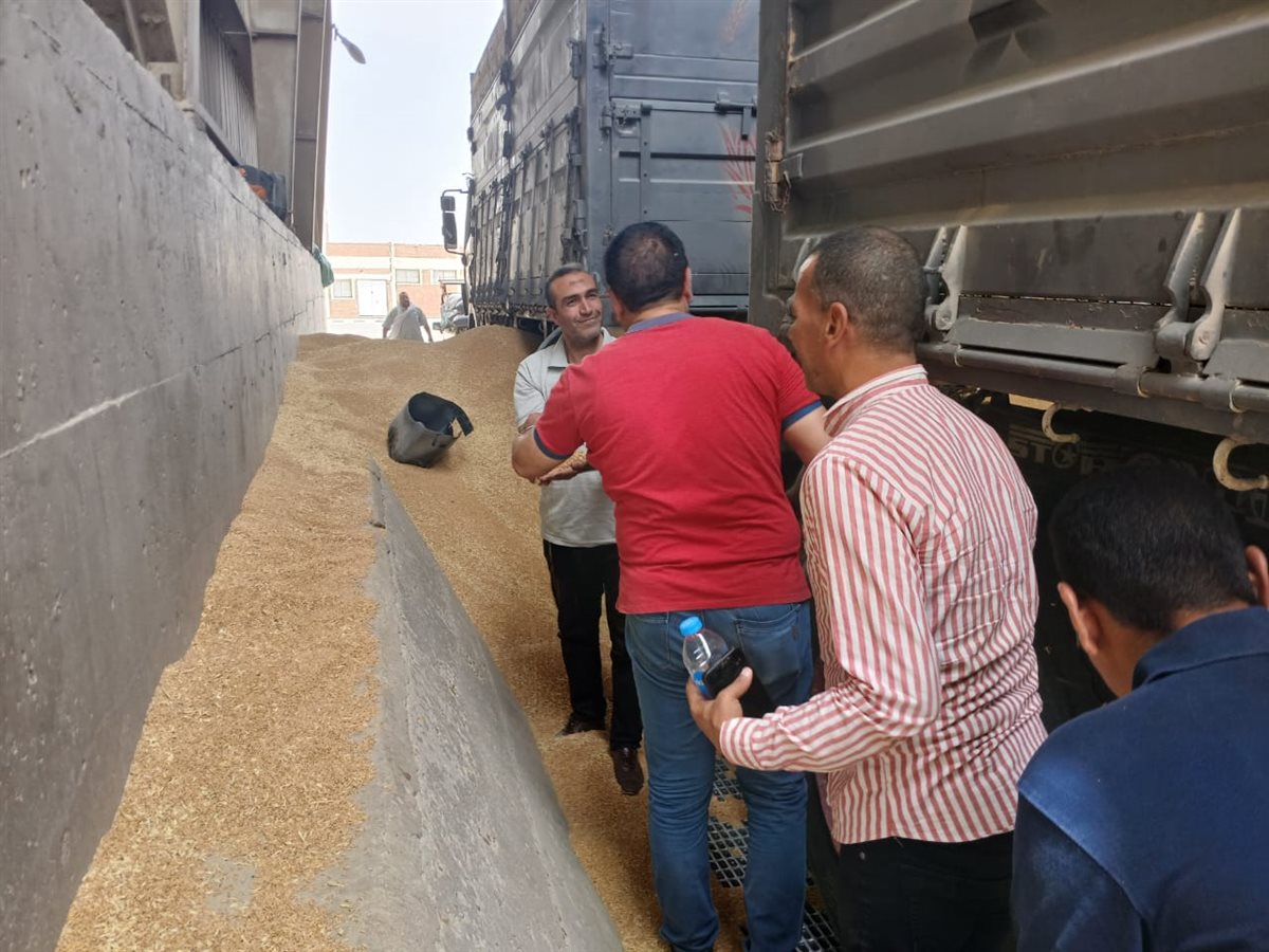 وكيل تموين الفيوم: توريد 146 ألف طن قمح وسط حالة من التفاؤل بين المزارعين