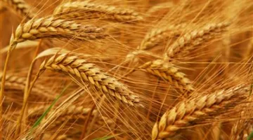 رئيس مكافحة الآفات: هذا العام، زراعة القمح بلغت 3 ملايين فدان بإنتاج يصل إلى 10 مليون طن.