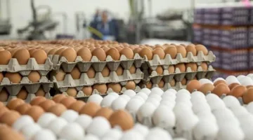 بسبب ارتفاع درجات الحرارة في العراق.. انخفاض صادرات البيض من إيران