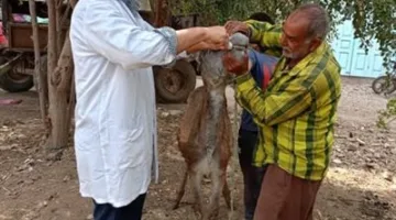 الزراعة تنظم 9 قوافل بيطرية علاجية مجانية في 5 محافظات