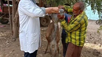 الزراعة تنظم 9 قوافل بيطرية علاجية مجانية في 5 محافظات الزراعة تنظم 9 قوافل بيطرية علاجية مجانية في 5 محافظات