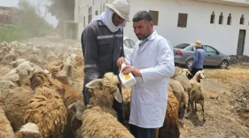 “الزراعة” تُطلق 9 قوافل بيطرية علاجية بدون تكلفة في 5 محافظات