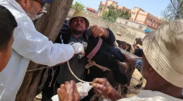 “الزراعة”: 9 قوافل بيطرية علاجية مجانية عبر 5 محافظات