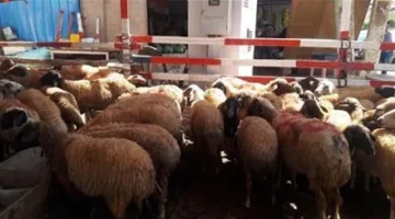 عيد الأضحى 2025: موعد بدء بيع الأضاحي في الشوادر