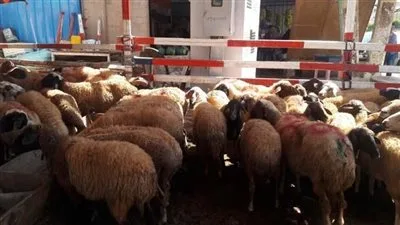 عيد الأضحى 2025: موعد بدء بيع الأضاحي في الشوادر عيد الأضحى 2025: موعد بدء بيع الأضاحي في الشوادر