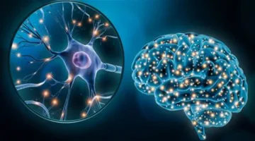 ساعات العمل الطويلة تؤثر على تركيبة الدماغ.. دراسة تكشف تأثيرات مدهشة على الصحة النفسية والعقلية