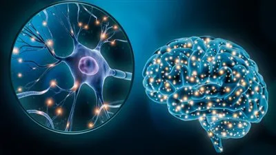 ساعات العمل الطويلة تؤثر على تركيبة الدماغ.. دراسة تكشف تأثيرات مدهشة على الصحة النفسية والعقلية ساعات العمل الطويلة تؤثر على تركيبة الدماغ.. دراسة تكشف تأثيرات مدهشة على الصحة النفسية والعقلية