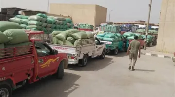 محافظ المنيا: استلام 375 ألف طن من القمح في صوامع المحافظة