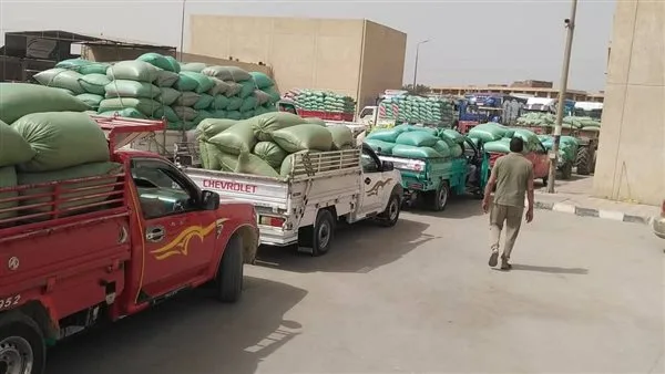 محافظ المنيا: استلام 375 ألف طن من القمح في صوامع المحافظة محافظ المنيا: استلام 375 ألف طن من القمح في صوامع المحافظة
