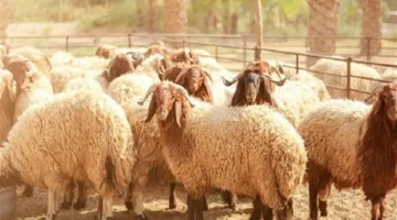 معلومات حول عيد الأضحى: توقيت التكبير، ذبح الأضاحي، والإجازة