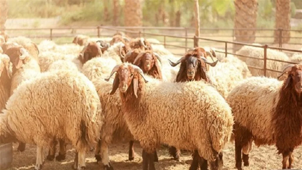 معلومات حول عيد الأضحى: توقيت التكبير، ذبح الأضاحي، والإجازة معلومات حول عيد الأضحى: توقيت التكبير، ذبح الأضاحي، والإجازة