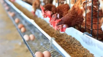 شعبة الدواجن: توافر الأعلاف بشكل كافٍ.. وارتفاع الأسعار غير مفسر